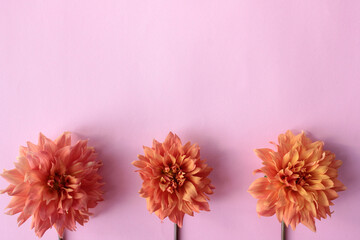 Orange dahlia flowers on pink background with copy space. Top view, selective focus