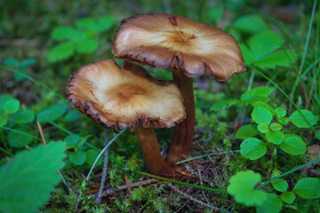 Psathyrella piluliformis, known as Common Stump Brittlestem mushroom, growing in the forest.