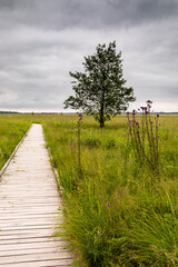 Fototapeta na wymiar Boardwalk path through wetland grassy area, tree on the side. Plumeless thistles plants on meadow. Rainy weather. Polesie National Park, Poland, Europe.