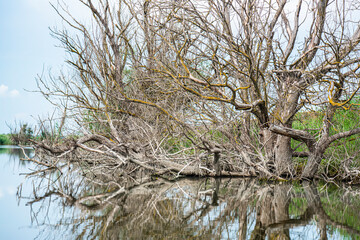 Landscape in the wild river