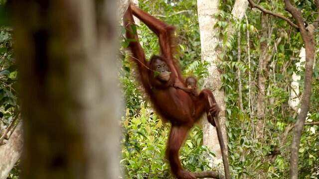 Adult orangutan swings into view in forest with very young orangutan on it's side (Slow motion)