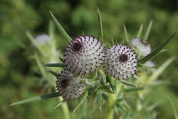 Thistle flower in the field in summer