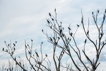 Landscape in the wild river