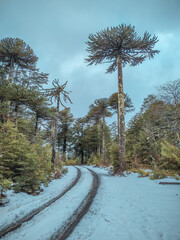A big tree at the edge of the street