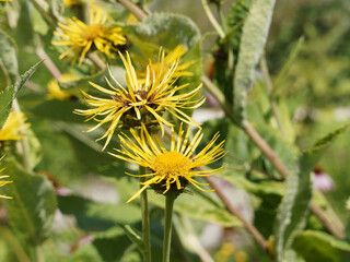 (Inula helenium) Fleur de Grande Aunée aux fleurons en forme de fines languettes ou capitules en corymbe jaune or, grandes feuilles ovales sur tige érigées