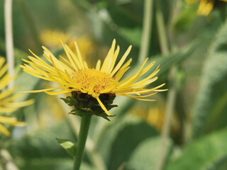 (Inula helenium) Grande Aunée ou oeil de cheval à inflorescence en corymbe de capitules jaunes à fines languettes, disque central marron, grandes feuilles ovales et dentées