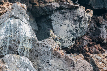 Banded Galapagos Mockingbird 