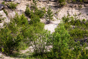 Young trees growing on open terrain of former open-pit limestone quarry. Pioneer plants species. Nowiny, Susiec, Poland, Europe.