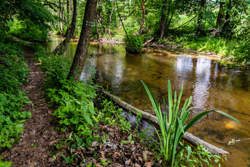 Naklejka premium Narrow path next to calm river in nature. Green walking trail in Solska Forest next to Sopot river. Roztocze, Poland, Europe.
