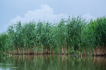 Landscape in the wild river