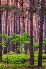 Fototapeta premium Pine trees in forest and young oak trees beneath (understory layer). Woodland landscape in Sobibor Landscape Park, Poland, Europe.