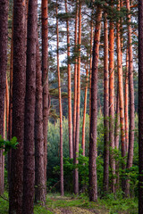 Pine forest in evening warm sunlight. Tree trunks pattern. Woodland landscape in Sobibor Landscape Park, Poland, Europe.