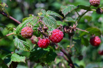 Forest raspberries on the branches of a bush. Wild forest berry in the natural environment. Tasty and healthy product