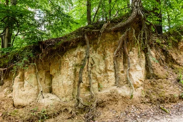 Foto op Canvas Loess rock slope wall in natural landscape. Trees roots visible (bare) on surface. Soil erosion. Szczebrzeszyn Landscape Park, Poland, Europe. © Fotema