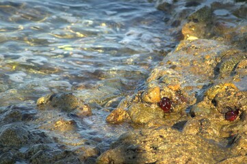 Closed sea urchin - Actinia tenebrosa, attached to a rock 