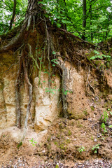 Pine tree with bare roots growing on loess rock wall soil. Erosion landform, outcrop. Szczebrzeszyn Landscape Park, Poland, Europe.