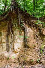 Deurstickers Pine tree with bare roots growing on loess rock wall soil. Erosion landform, outcrop. Szczebrzeszyn Landscape Park, Poland, Europe. © Fotema