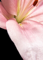 Pink lilies bouquet macro photography details of petals