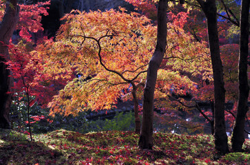 Beautiful autumn scenery of the trees in the park. Wonderful beauty and harmony of the nature.