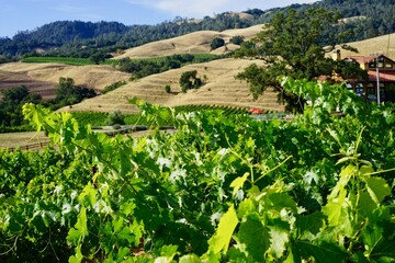 Fototapeta na wymiar vineyard in California