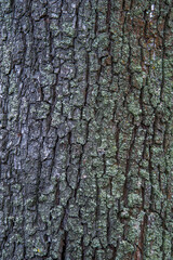 Texture of tree bark covered with lichen