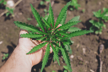 Cannabis leaves in farmers hands. Growing Cannabis Sativa outdoors. Medical marijuana cultivation. Alternative herbal medicine, marijuana legalization. Cannabis farm