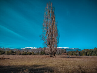 Big tree in front of the Sierra Nevada
