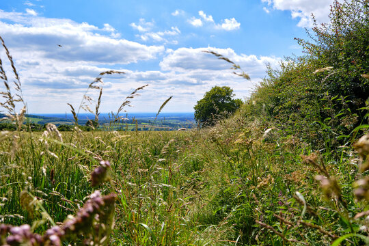 Low view through plants on an overgrown path in the English Countryside looking over the valley