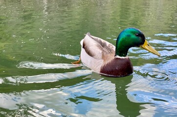 duck in the water
