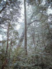 Big fallen tree in the snowy forest