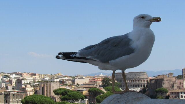 gabbiano su roma