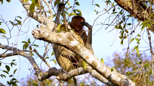 Male proboscis monkey sat in a tree scratches it's nose then picks and eats some leaves (slow mo)