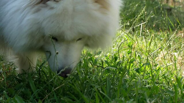A beautiful white Samoyed dog lies on the green grass. Dog at sunset. Samoyed Laika close-up.
