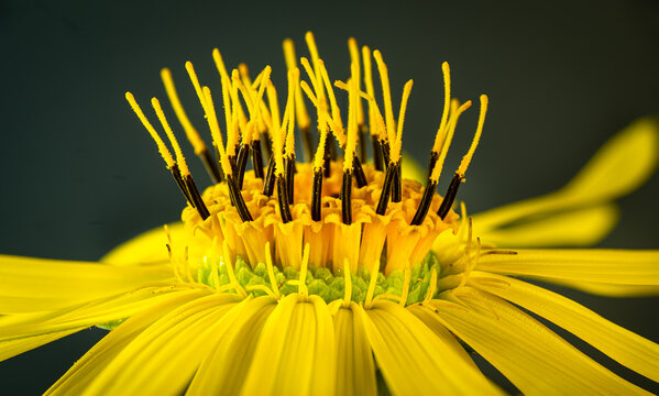 Macro view of the components of a Silphium perfoliatum (cup plant) composite flower head, showing the petal-like ray flowers (female) and the upright disk flowers (male).