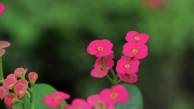 Euphorbia Milii - Christ Plant