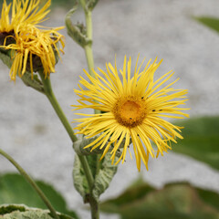 Inula magnifica - Aunée magnifique aux fleurs à pétales jaune or, coeur orange sur de haute hampes florales rayées de pourpre aux grandes feuilles ovales vert foncé
