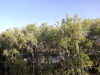 un atardecer en el bosque