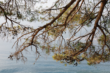 A branch of spruce with needles on the background of the Bay of Kotor in Montenegro.