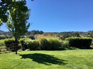 Fototapeta premium winery garden views
