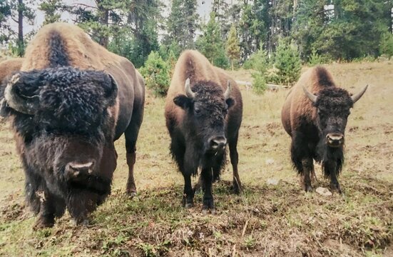 American Bison Family In Yellowstone National Park