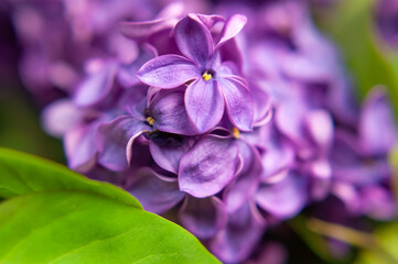 Beautiful flowering branch of lilac flowers close-up macro shot with blurry background. Spring nature floral background, pink purple lilac flowers. Greeting card banner with flowers for the holiday
