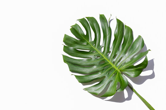 One big green monstera leaves of exotic palm tree isolated on white background. Single tropical jungle plant with visible texture. Pollution free symbol. Close up, copy space.