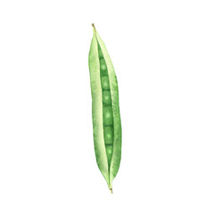 Watercolor green pea. Hand drawn botanical illustration of pea pod of cultivated plant. Element for icon, label, recipe and packaging design. Edible seeds for culinary dishes. Hand drawn vegetable. 