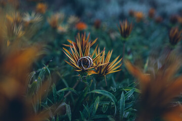 Original close-up of wedding rings on a daisie in a green garden