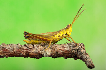 cricket on a stick