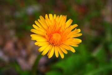 Obraz premium Yellow Dandelion Flower 