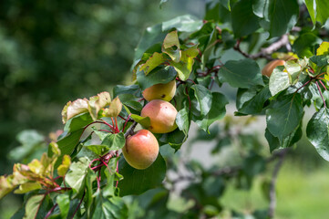 Apricots