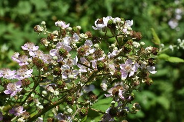 Branches with flowers and unripe fruits of Himalayan Blackberry or Rubus Armeniacus.