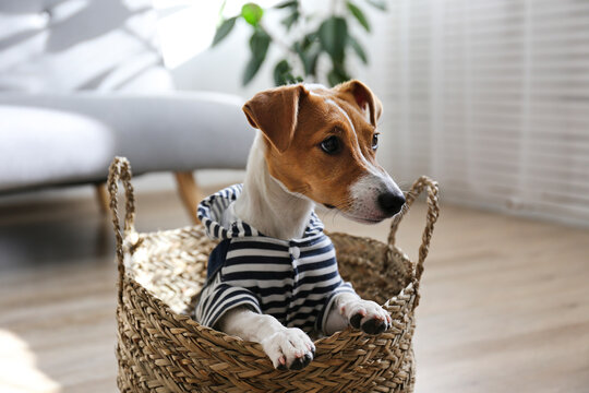 Cute four months old Jack Russel terrier puppy with folded ears at home. Small adorable doggy with funny fur stains wearing bowtie. Close up, copy space, background.