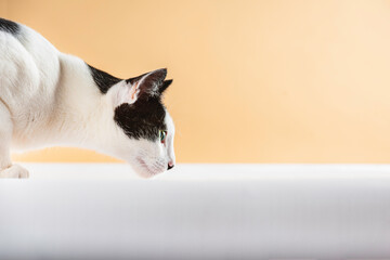 stock photo black and white cat smelling the ground on orange background